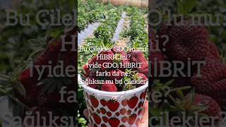 Bu Çilek Gdolu Mu?Hibri̇t Mi? Gdo Hi̇bri̇t Farkı Da Ne? Hybrid Vs Gmo Whats The Real Difference?