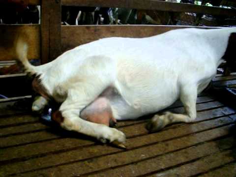 Watch Kambing Boer Beranak
