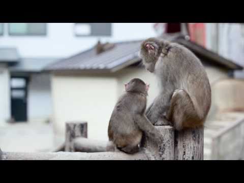 ［高解像度］2010年11月。高崎山のお猿さん達、その２。