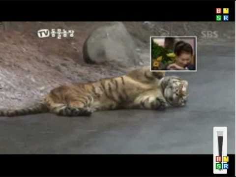 rottweiler vs tiger tiger vs encounter rottweiler vs tiger tiger vs encounter