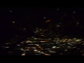 Night Flying Cessna 172 Bandung Pilot Academy