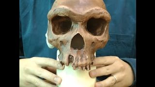 ハイデルベルク人の頭骨モデル：動画