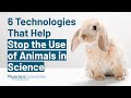 Six Technologies That Help Stop the Use of Animals in Science