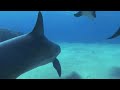 Kamal Whale Rider Medytacja