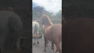 Genio Y Figura De Estos Vecinos De Corao Infórmate 984280228