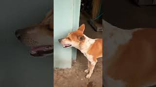 Doges Vai