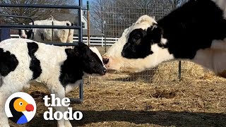 Pregnant Rescue Cow Becomes A Mom For The First Time The Dodo