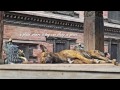 Xx nepal xx