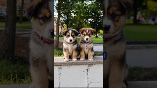 Cute Puppies Playing Together Video