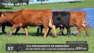 LOTE 57 - VENTRES ANGUS - LEILÃO SÃO BIBIANO 2021