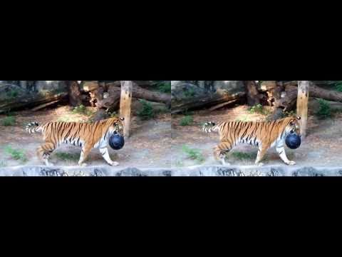 [3D+Binaural]アムールトラさんボールで遊ぶ（Amur tiger is play with ball．in Tennoji zoo）