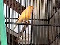 image Kenari Af Orange Pudar Gacor
