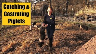 Our First Time Castrating Piglets It Went Well