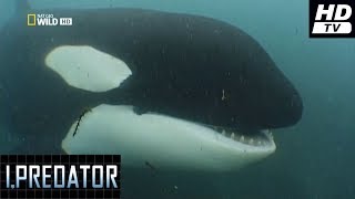 Yo Depredador 2011 -6- Orca Hdtv National Geographic