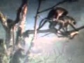 Animal punjabi sex very funny kambo ke