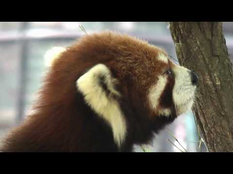 レッサーパンダ （2） HD - Red Panda．