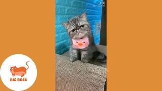 Cute Dogs and Cats Funny Cats and Dogs Videos Compilation 2019 Cute Is Not Enough