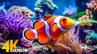 Aquarium 4K  (ULTRA HD) 🐠 Beautiful Coral Reef Fish - Relaxing Sleep Meditation 