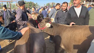 Yozyovon Mol Bozor Yosh Hõnajin Buqalar Narxlari