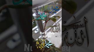 Nurani Hey Nurani