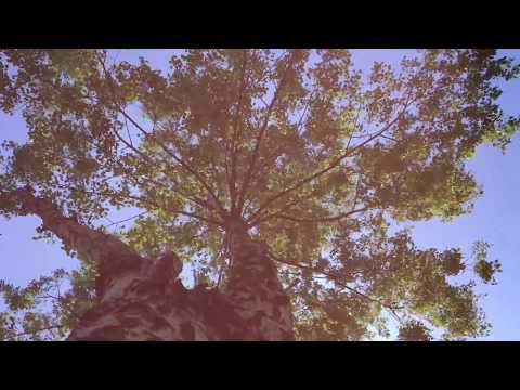 Piano Project // My Anchor, My Home by The Daydream Club