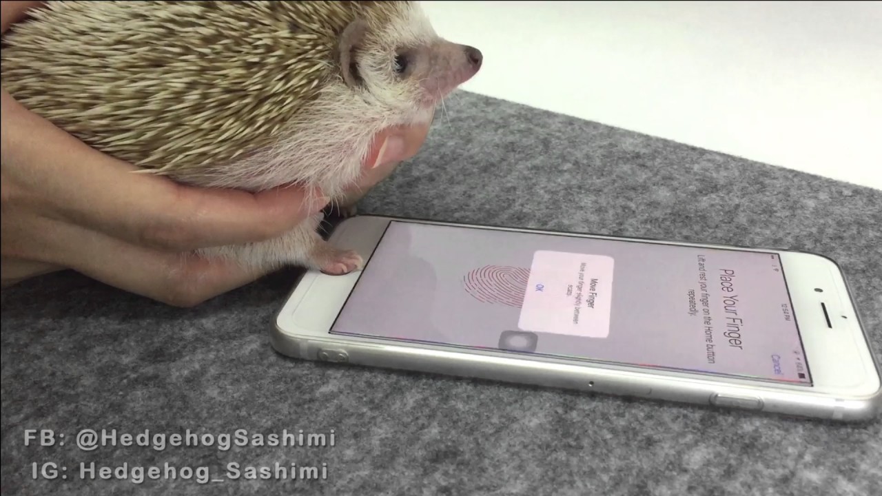 Hedgehog Paw Unlocks iPhone