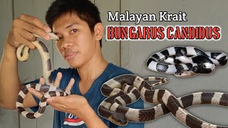 Ular Weling Malayan Krait Bungarus Candidus
