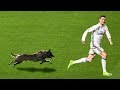 20 EPIC MOMENTS WITH ANIMALS ON THE FOOTBALL PITCH