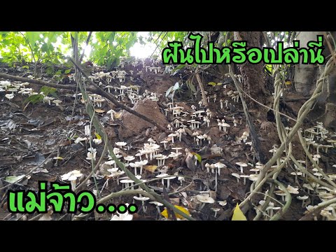 ไม่ได้ฝันไปใช่ไหม เกิดมาก็พึ่งเคยเห็นเห็ดปลวกหมู่นี้ เกิดมาหลายพันดอก เห็นแล้วหัวใจจะวาย EP818