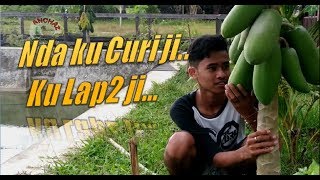 Maling Pepaya SINDIR KORUPTOR Dan Pejabat Nakal I Video Pendek Lucu