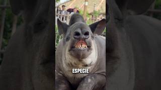 Un Animal De Aspecto Estúpido