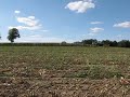 Dvě selata