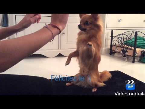 Apprendre le tour : faire le beau/belle a son chien - YouTube Apprendre le tour : faire le beau/belle a son chien - YouTube
