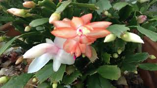 My Sad Old Heart,The 126ers, (free music from YouTube): beautiful flowers