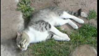 Cats At St George 39 S Yuriev Monastery Cats At St George 39 S Yuriev Monastery
