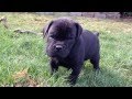 Black Cane Corso Puppies n Brindle Boys