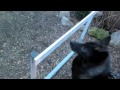 Darwin and Friends Jump!/ Alaskan Noble Companion Dog