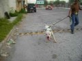 Peleas de perro - youtube