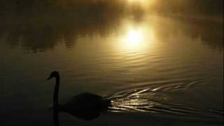 Camille Saint Saëns Carnival Of Animals The Swan Camille Saint Saëns Carnival Of Animals The Swan