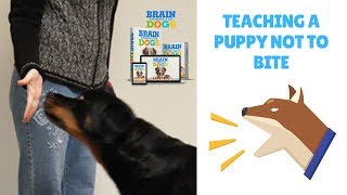 Teaching A Puppy Not To Bite