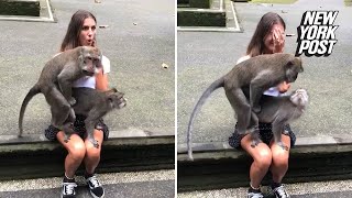 Monkeys make love on unsuspecting woman’s lap