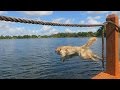 JUMPING OFF THE DOCK!  (Super Cooper Sunday #34)
