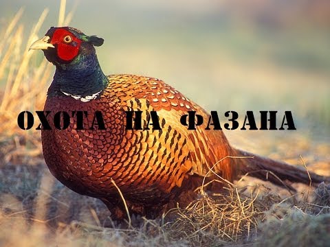 Манок на утку своими руками электронный Манок на утку своими руками электронный