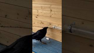 #воронгоша #raven #crow #aboutbirds #animal