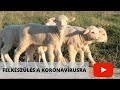 Koronavírus és a juhágazat - Épülő villanypásztor, beraktározott takarmány, eladhatatlan bárányok
