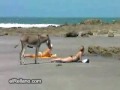 burro quiere en la playa sexo con mujer