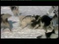 Wolves Attack Humans and Sled dogs default Wolves Attack Humans and Sled dogs