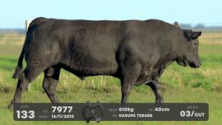 LOTE 133 - TOUROS ANGUS - LEILÃO SÃO BIBIANO 2021