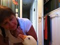 Видео OLIVER PET Diapered Sebastopol GOOSE EATING BLUEBERRIES "BLUEBERRY KISSES"
