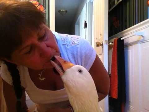 OLIVER PET Diapered Sebastopol GOOSE EATING BLUEBERRIES "BLUEBERRY KISSES"